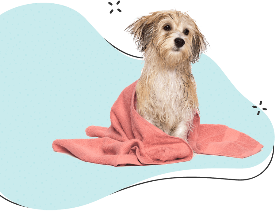 Pawsitive https://www.joifulpets.com/wp-content/uploads/2019/08/hero_image_12.png