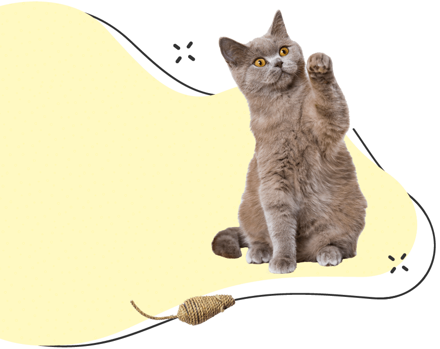 Pawsitive https://www.joifulpets.com/wp-content/uploads/2019/08/inner_cat_2.png