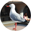 Kristine Rosales profile picture