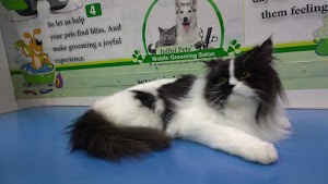 Joiful Pets Grooming place picture